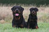 ROTTWEILER 633